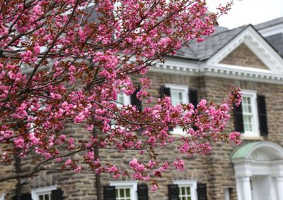 photo of flowering tree (pink) in Houston Barnard neighborhood