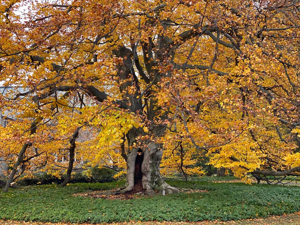 photo of very large tree in Houston Barnard neighborhood with fall foliage - orange colors